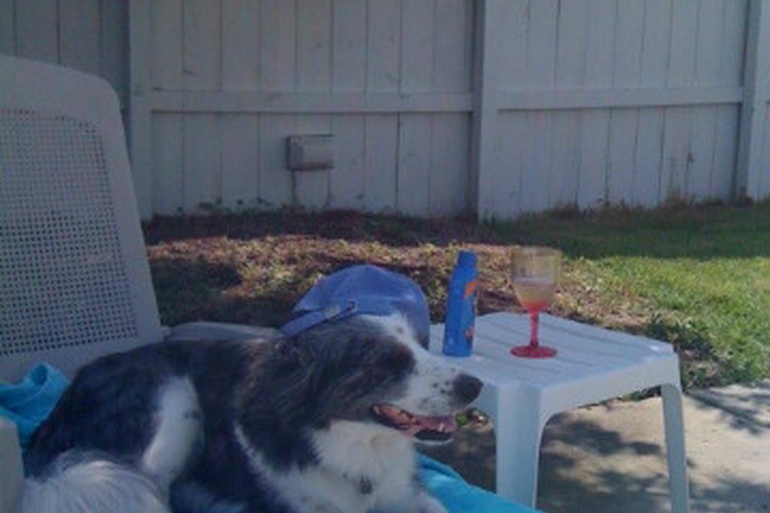 Five Paws of Delaware County 1