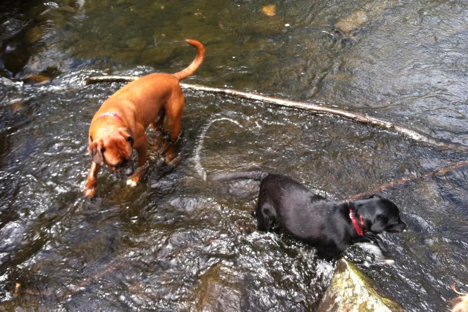 Sam's Dog Walking 1