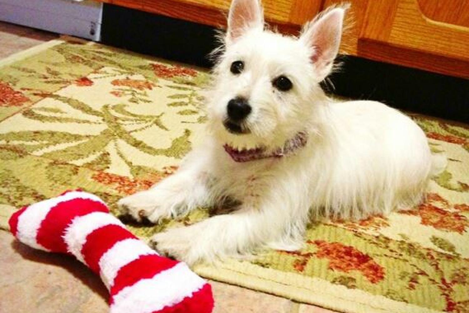 Kellye's Kritters, LLC 1