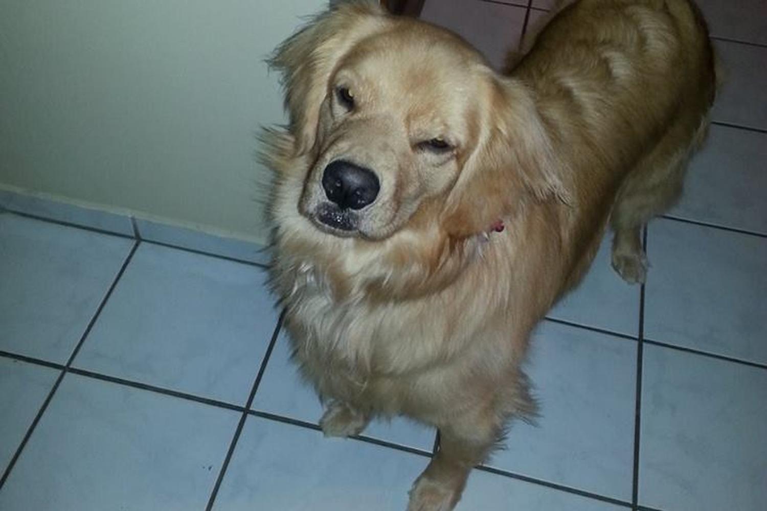 Naperville Pet Sitting 1