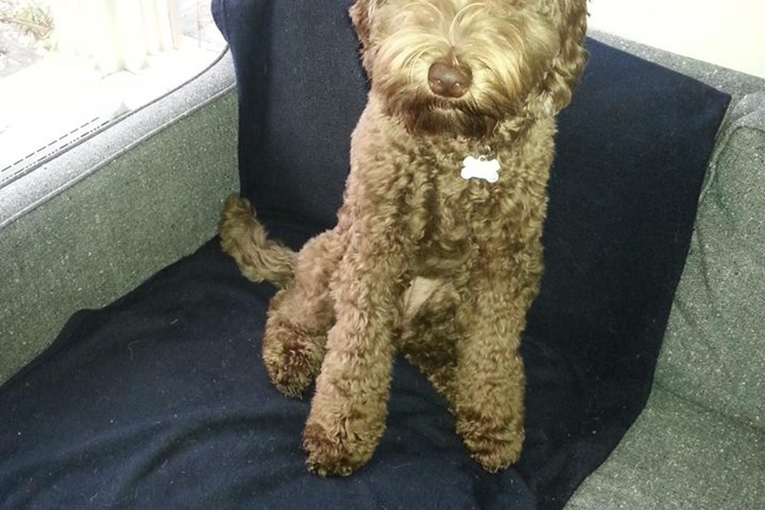 Naperville Pet Sitting 2