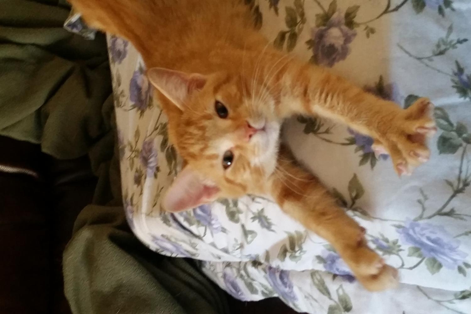 TLC Pet Services of Fort Mill 3