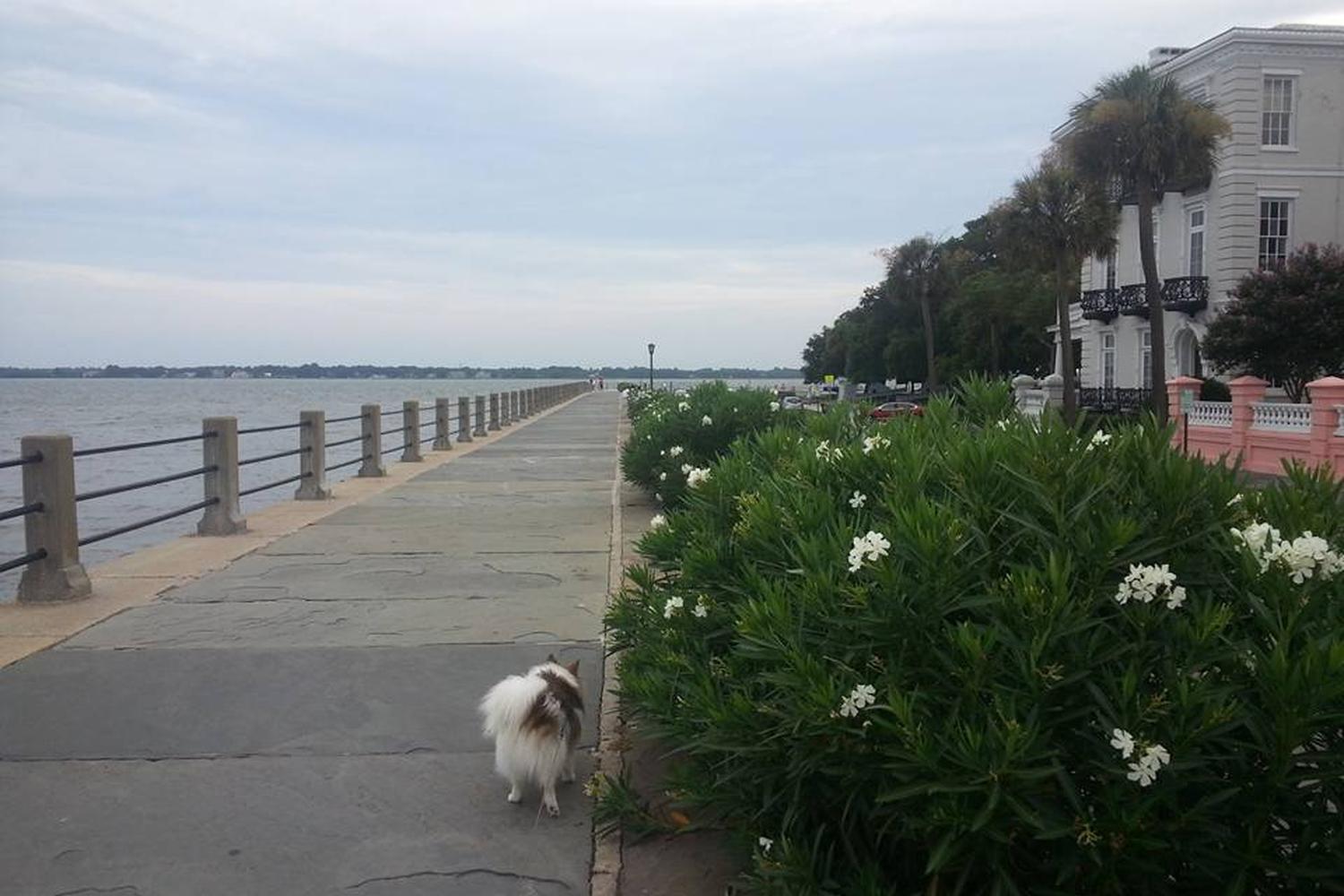 Charleston Dog Walker 1