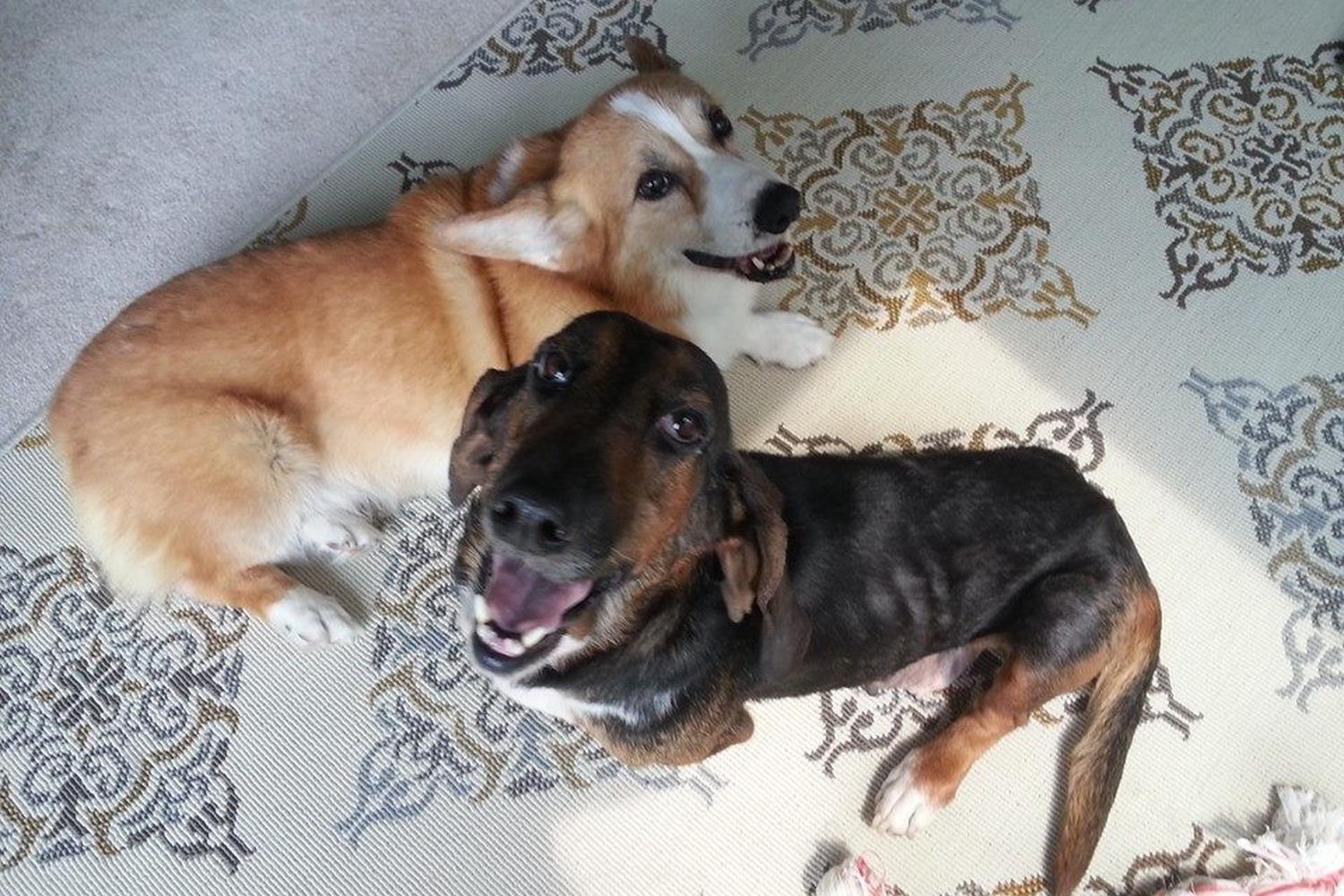 Charleston Dog Walker 4