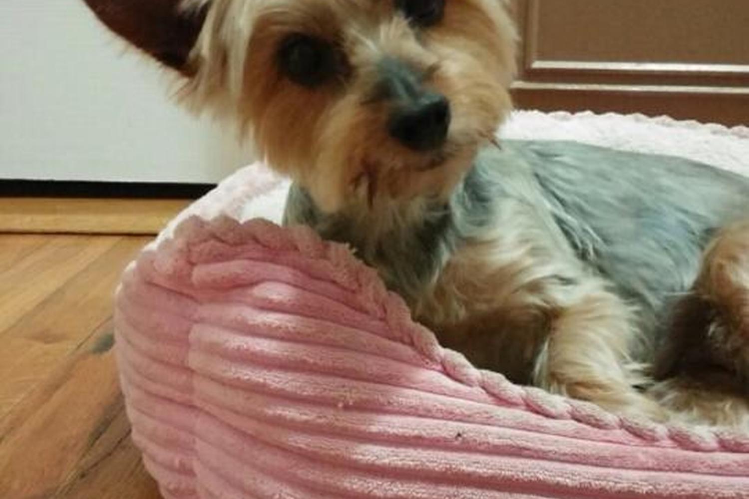Beyond Pet Sitting Inc 5