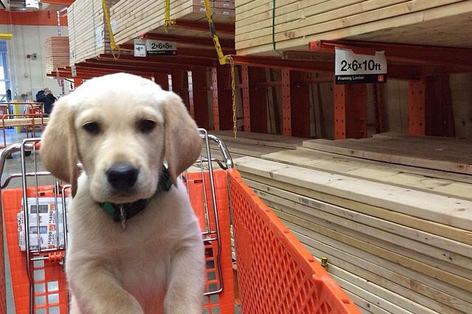 Home Depot 6
