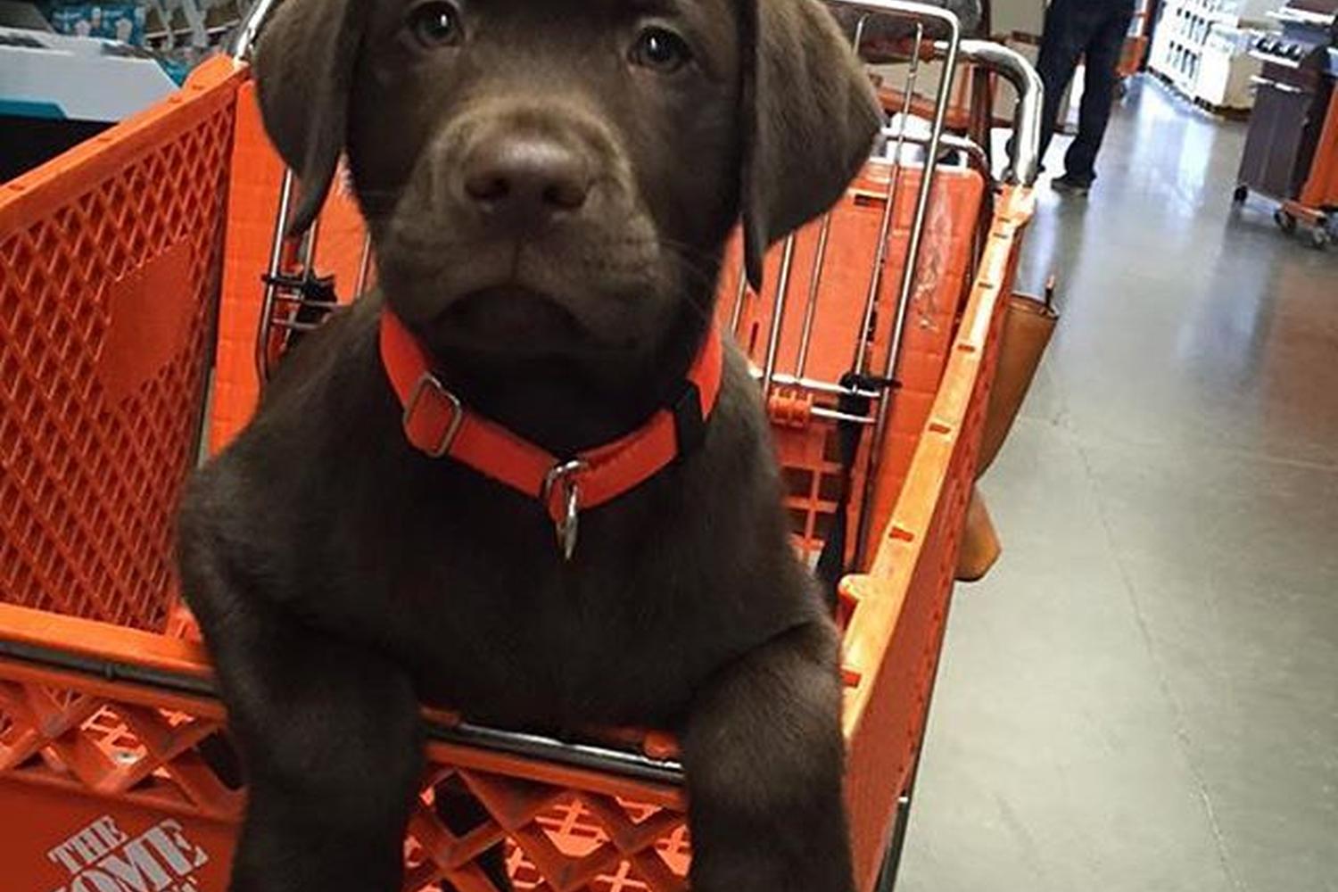 Home Depot 7