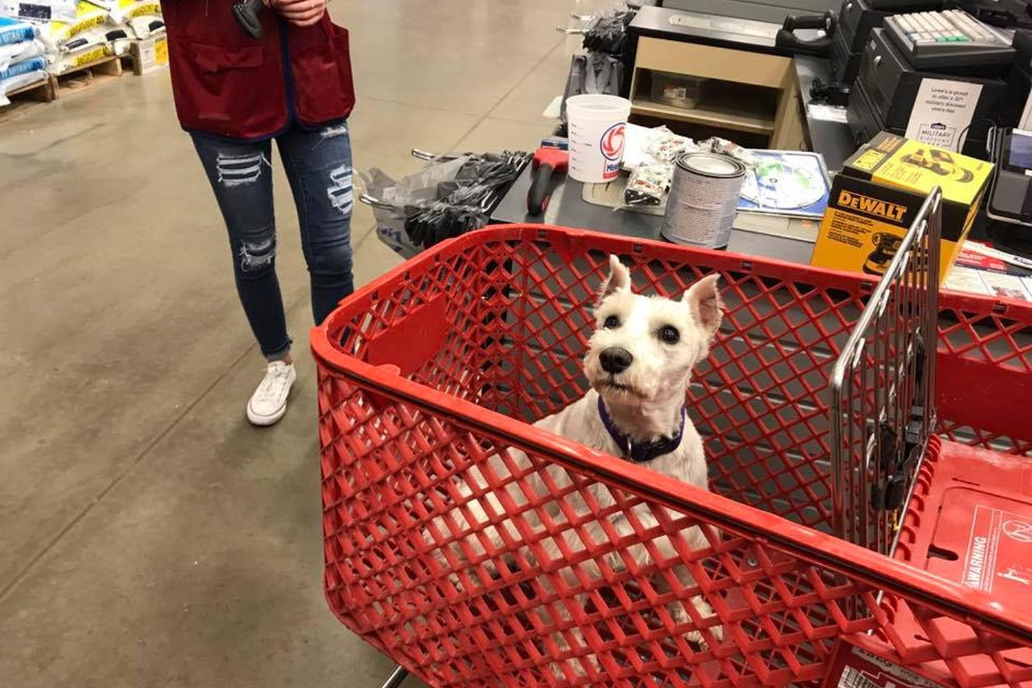 Lowe's Home Improvement 0