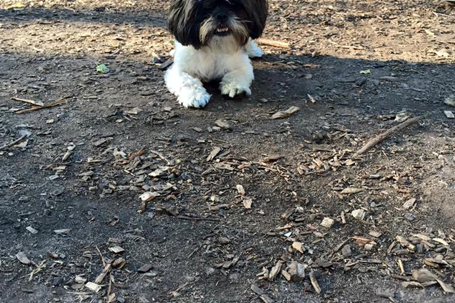 Lake of the Isles Dog Park 1