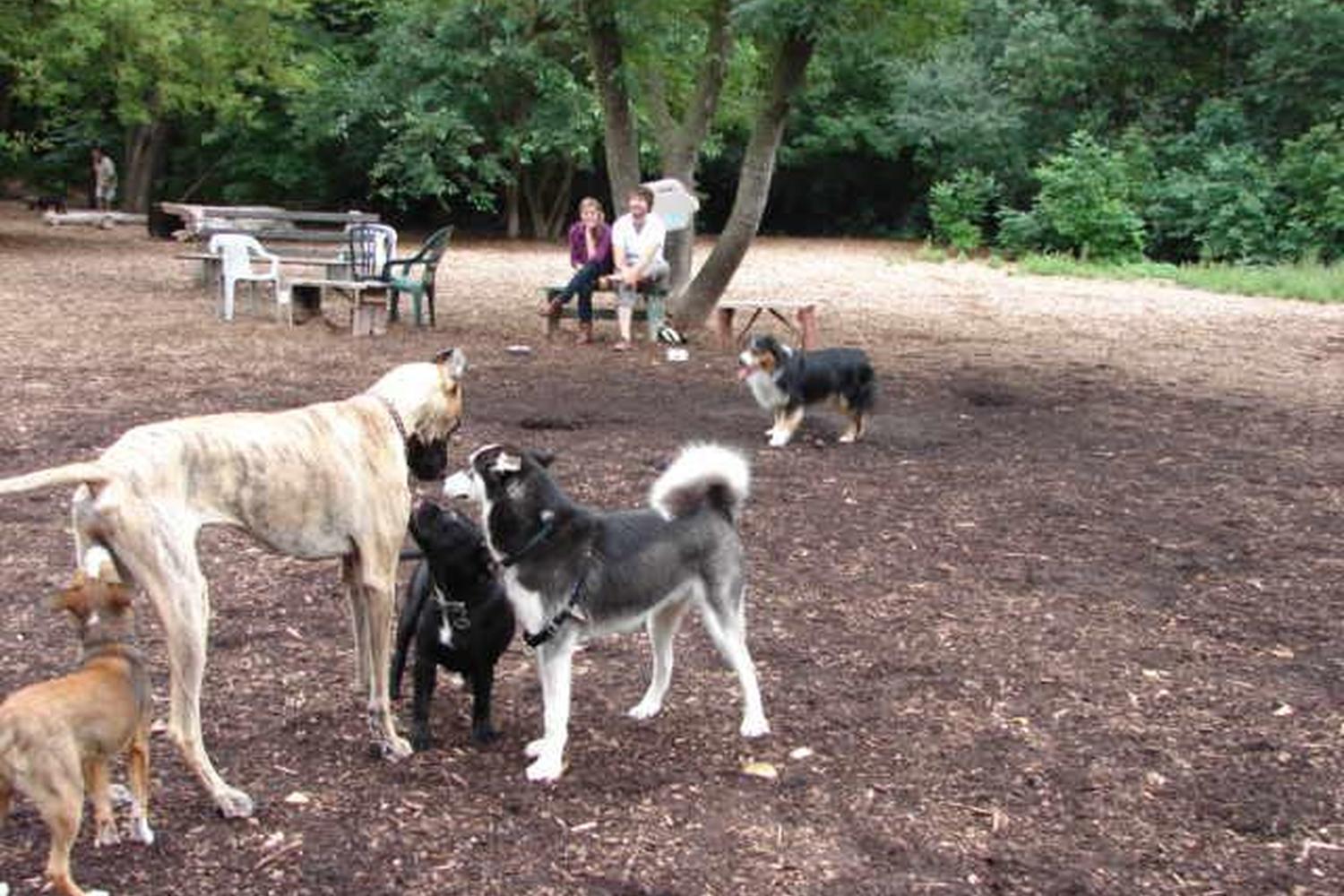 Lake of the Isles Dog Park 5