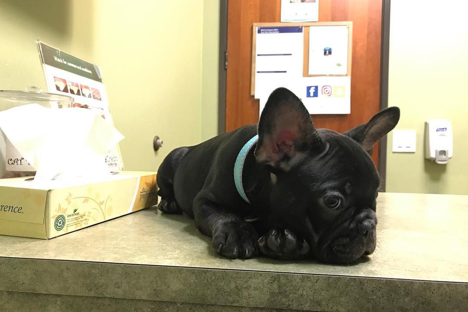Telegraph Canyon Animal Medical Center 4