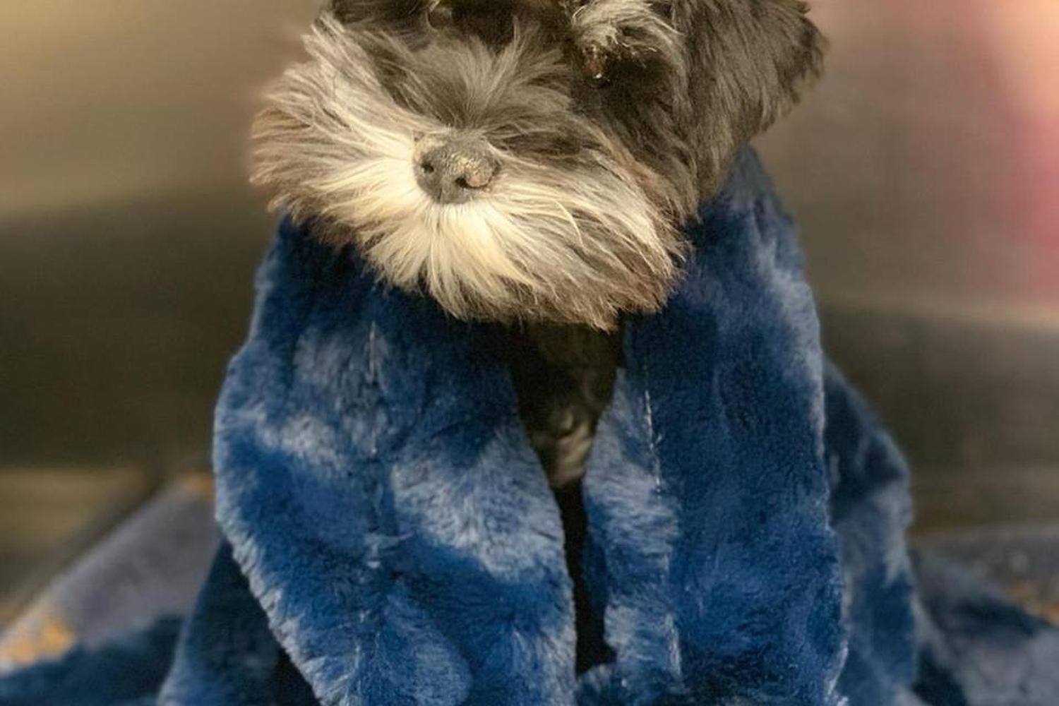 Family VetCare (Chandler) 1