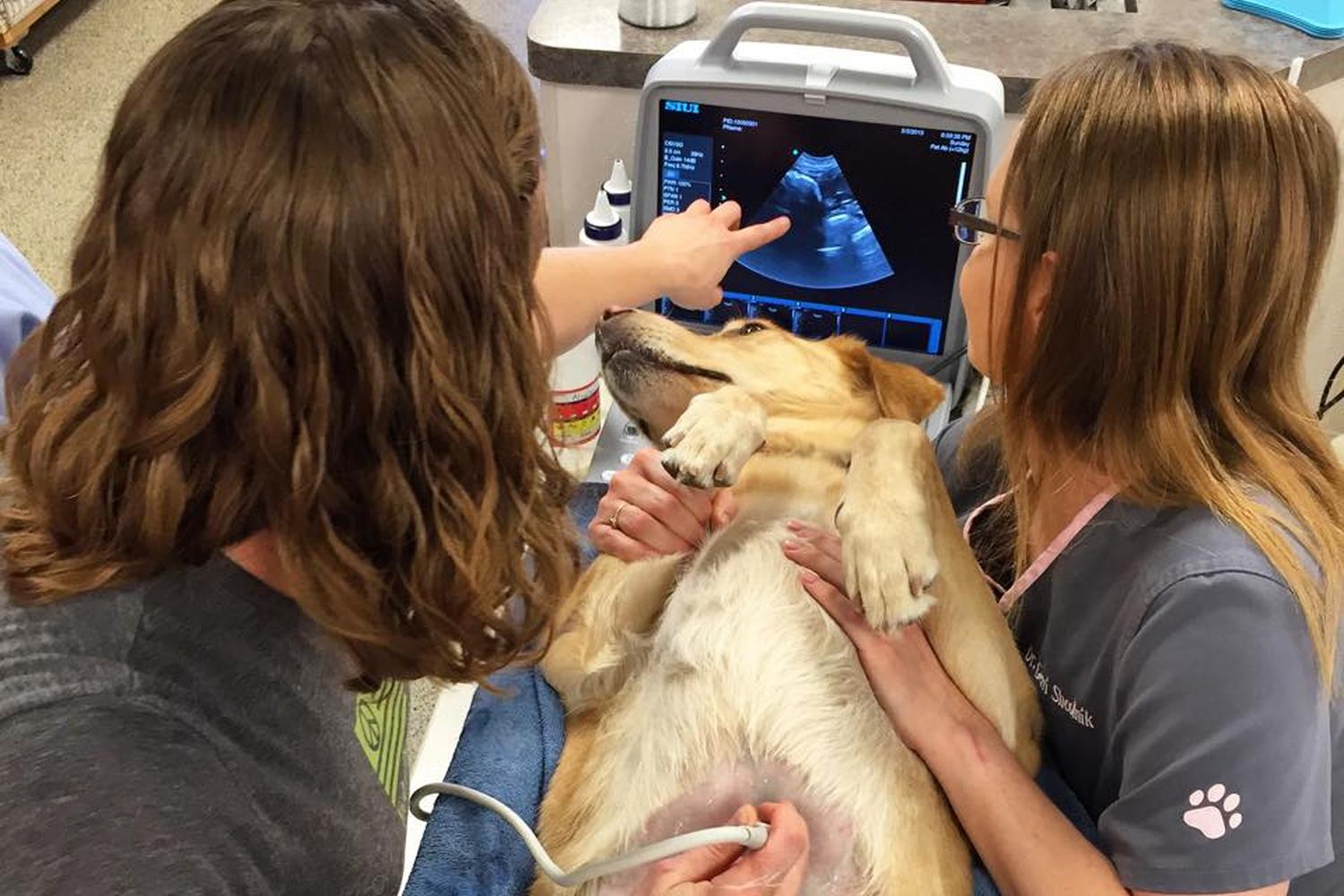 Family VetCare (Chandler) 2