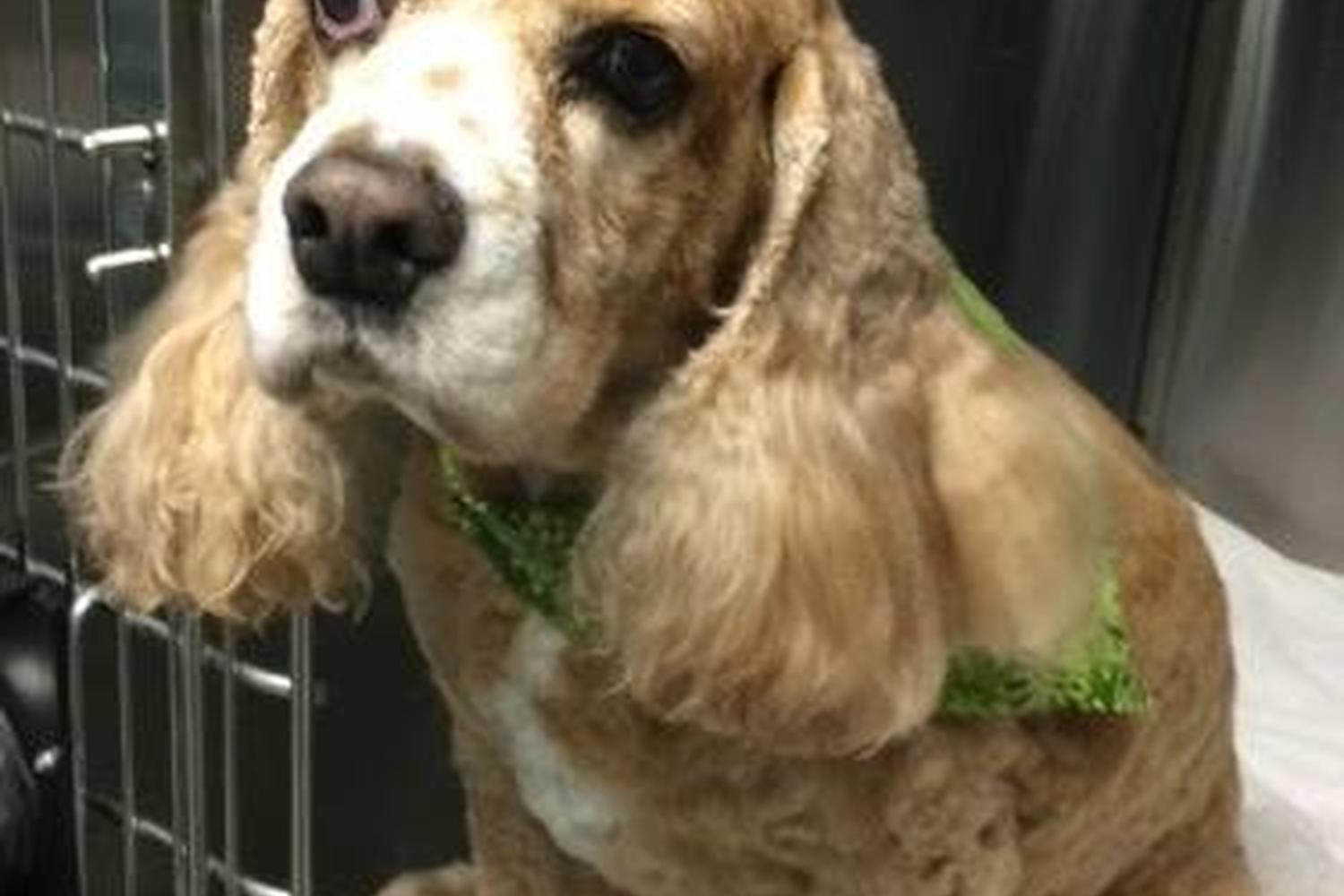 Monroe Animal Care Hospital 5