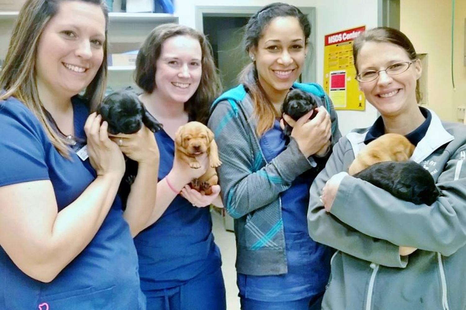 Animal Ark Veterinary Hospital  1