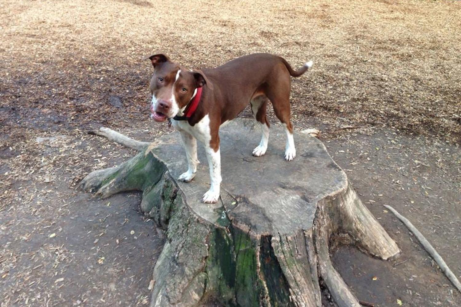 Horsham Dog Park at Kohler Park 1
