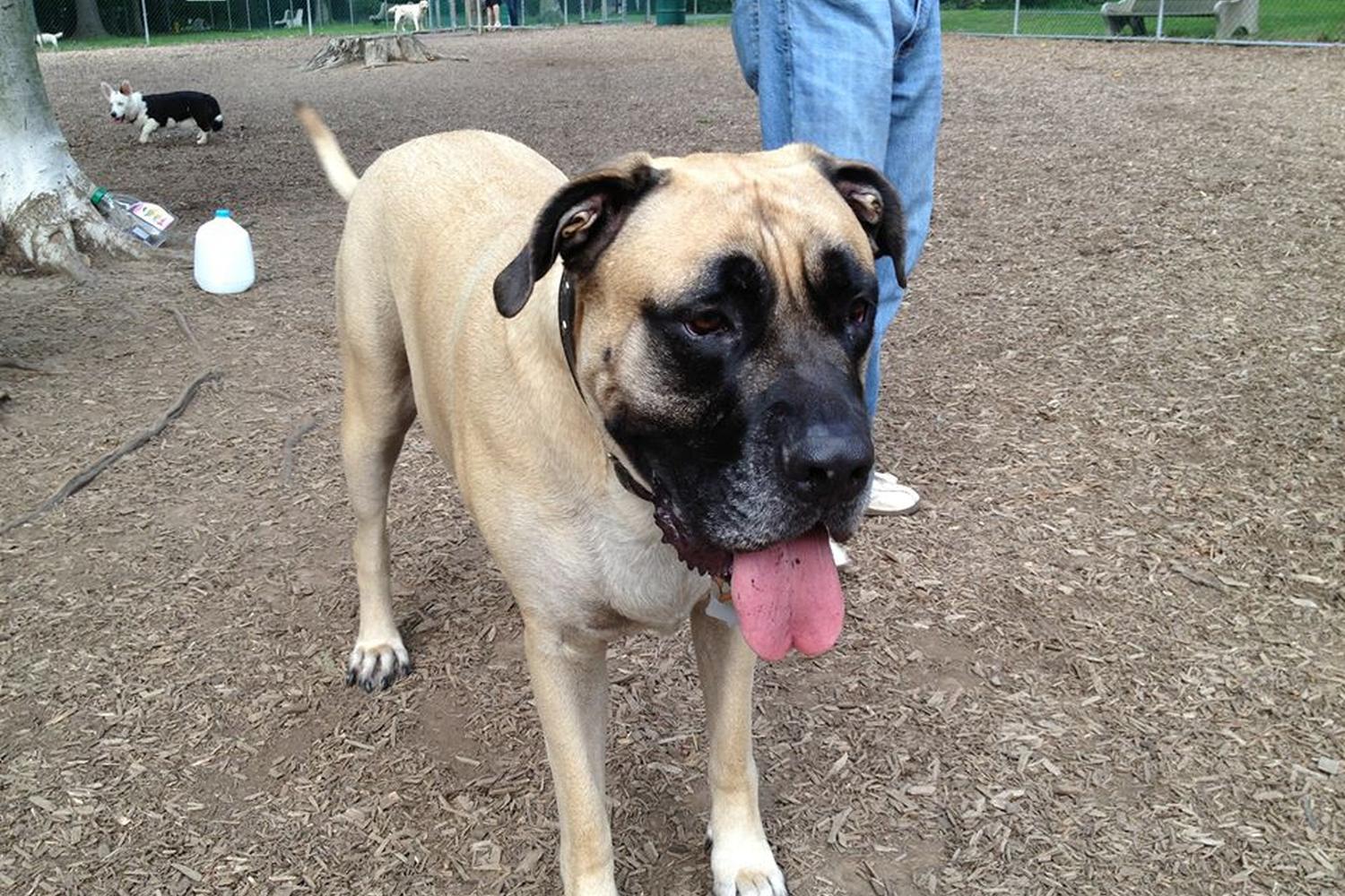 Horsham Dog Park at Kohler Park 3