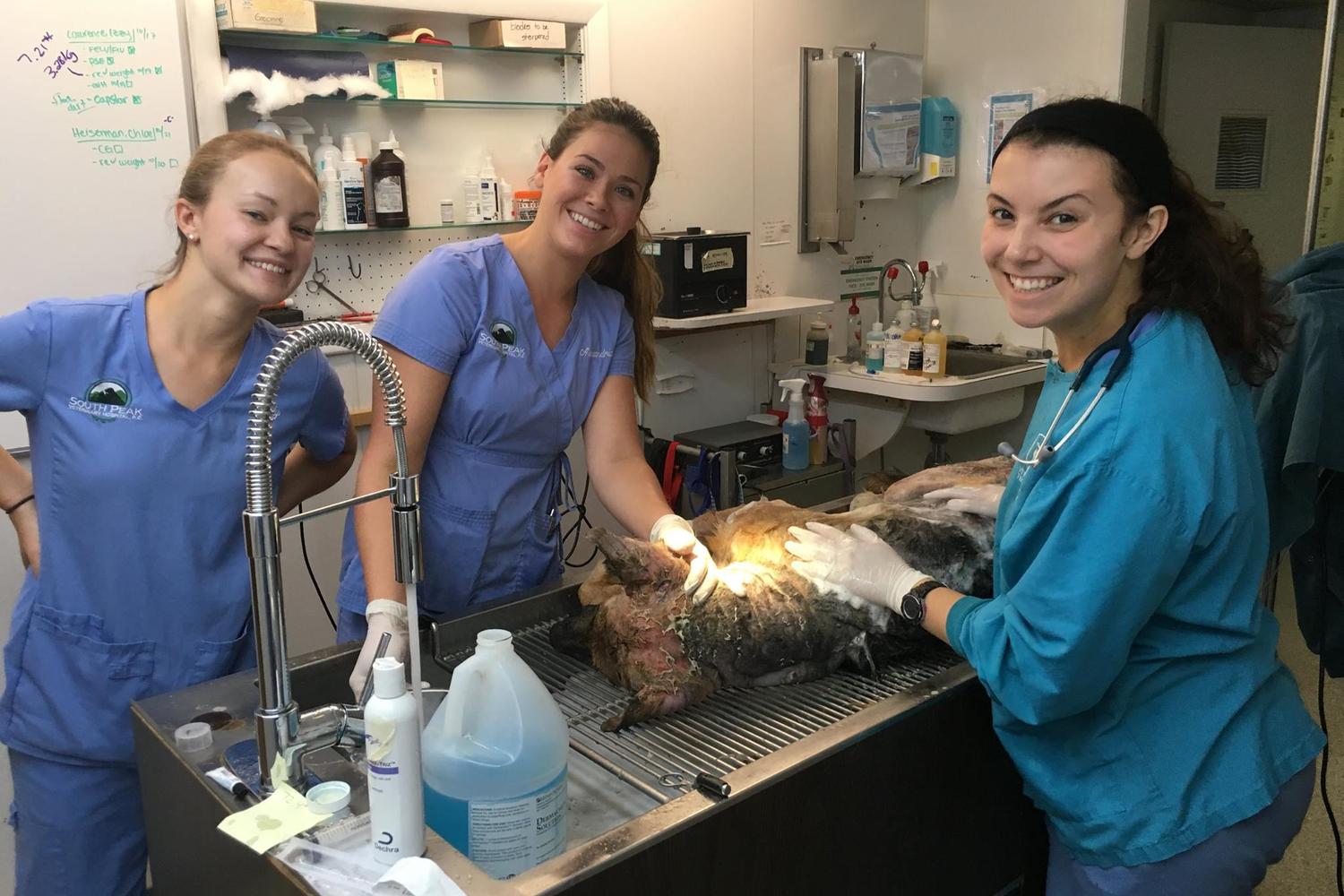 South Peak Veterinary Hospital, PC 3