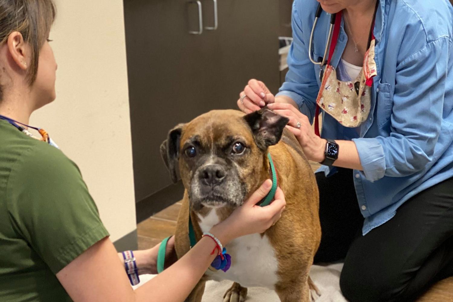 Allure Integrated Pet Specialists 2