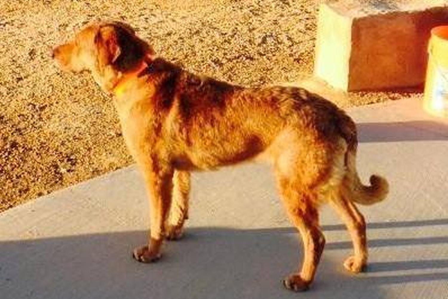 Valmont Dog Park 4