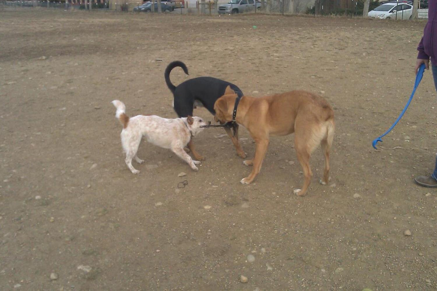 Valmont Dog Park 5