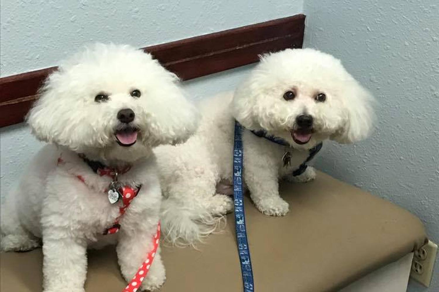 Sunshine Animal Hospital 1