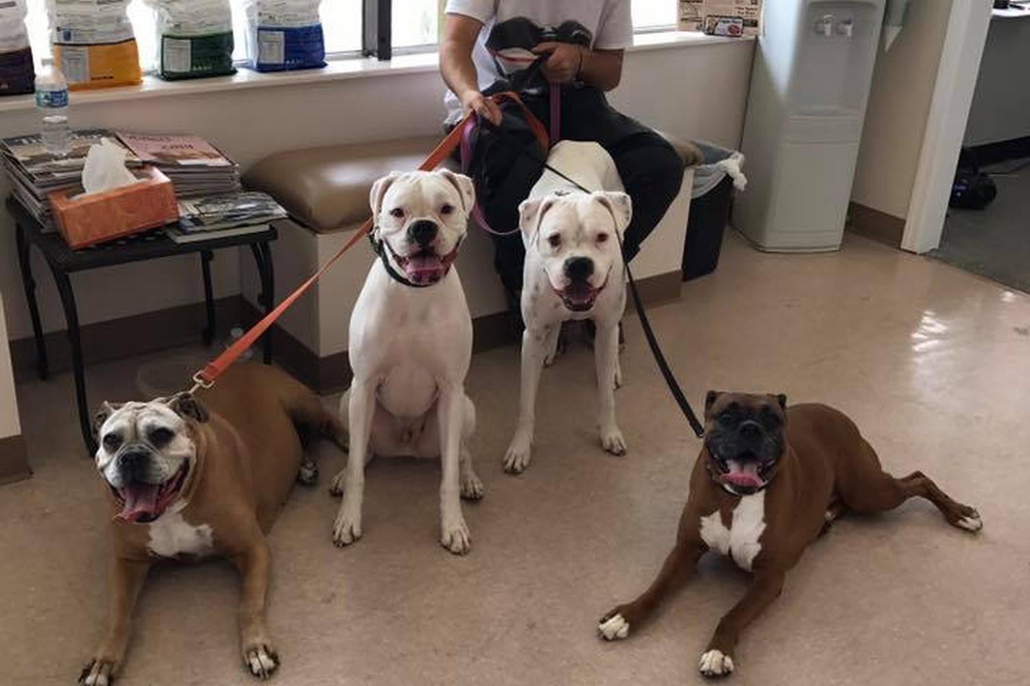 Sunshine Animal Hospital 0