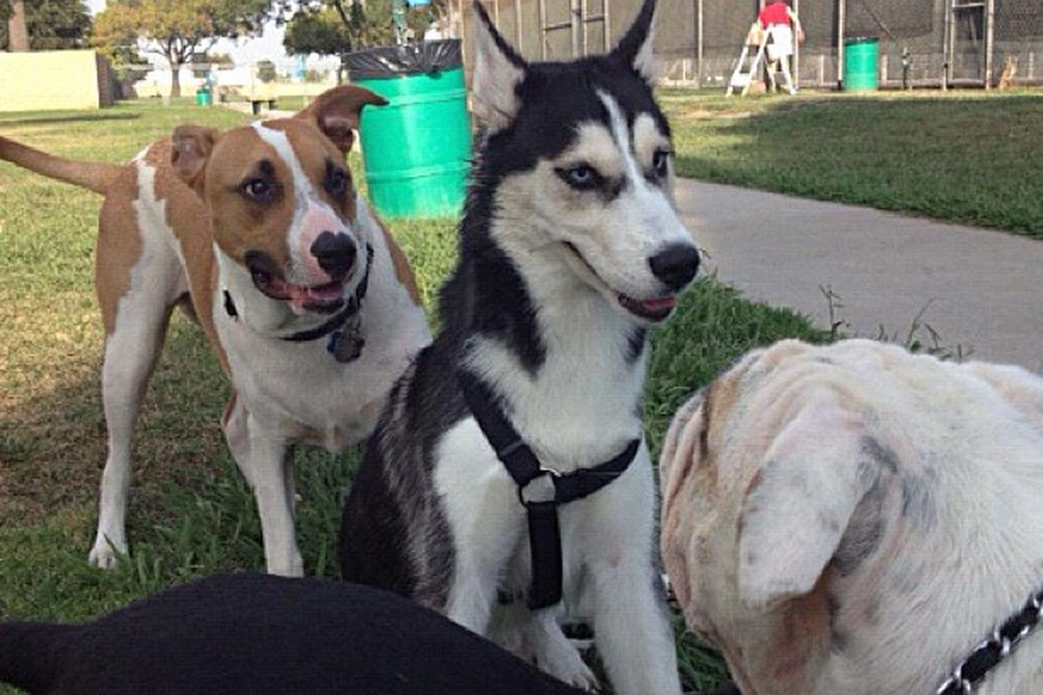 Bellis Dog Park 5