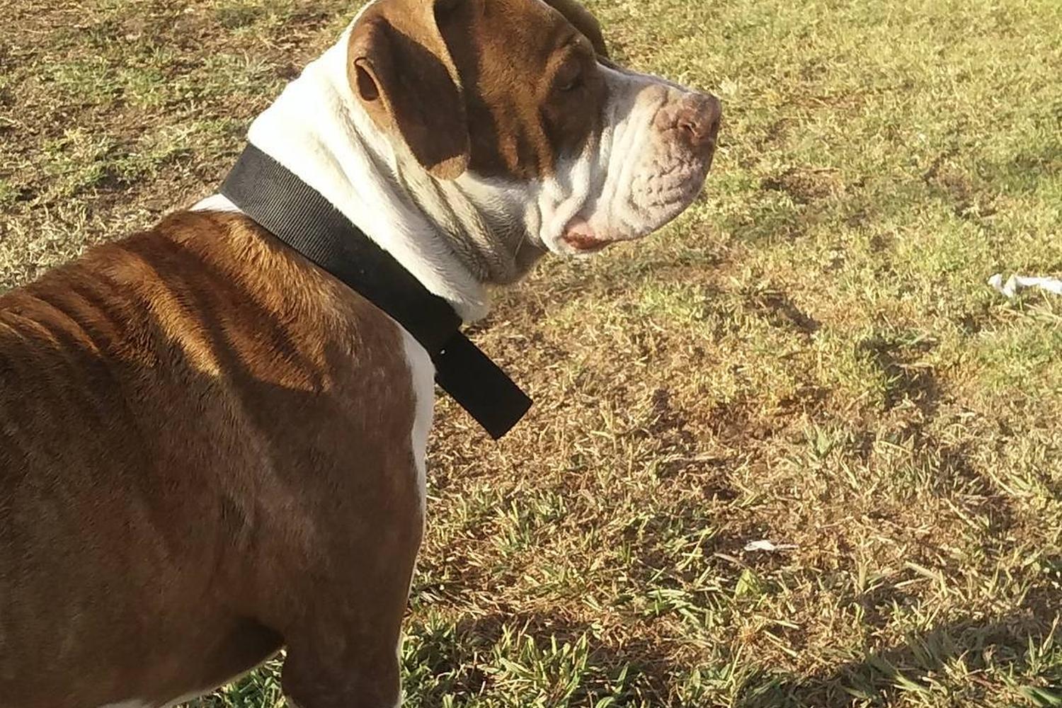 Bellis Dog Park 1