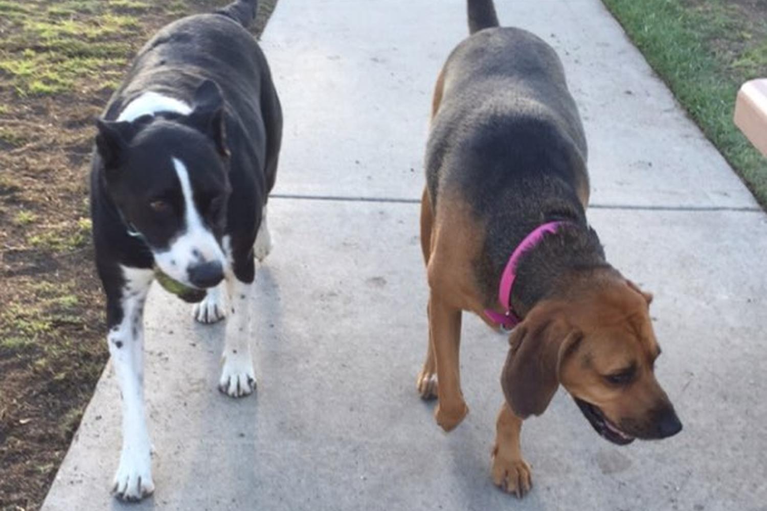 Bellis Dog Park 3