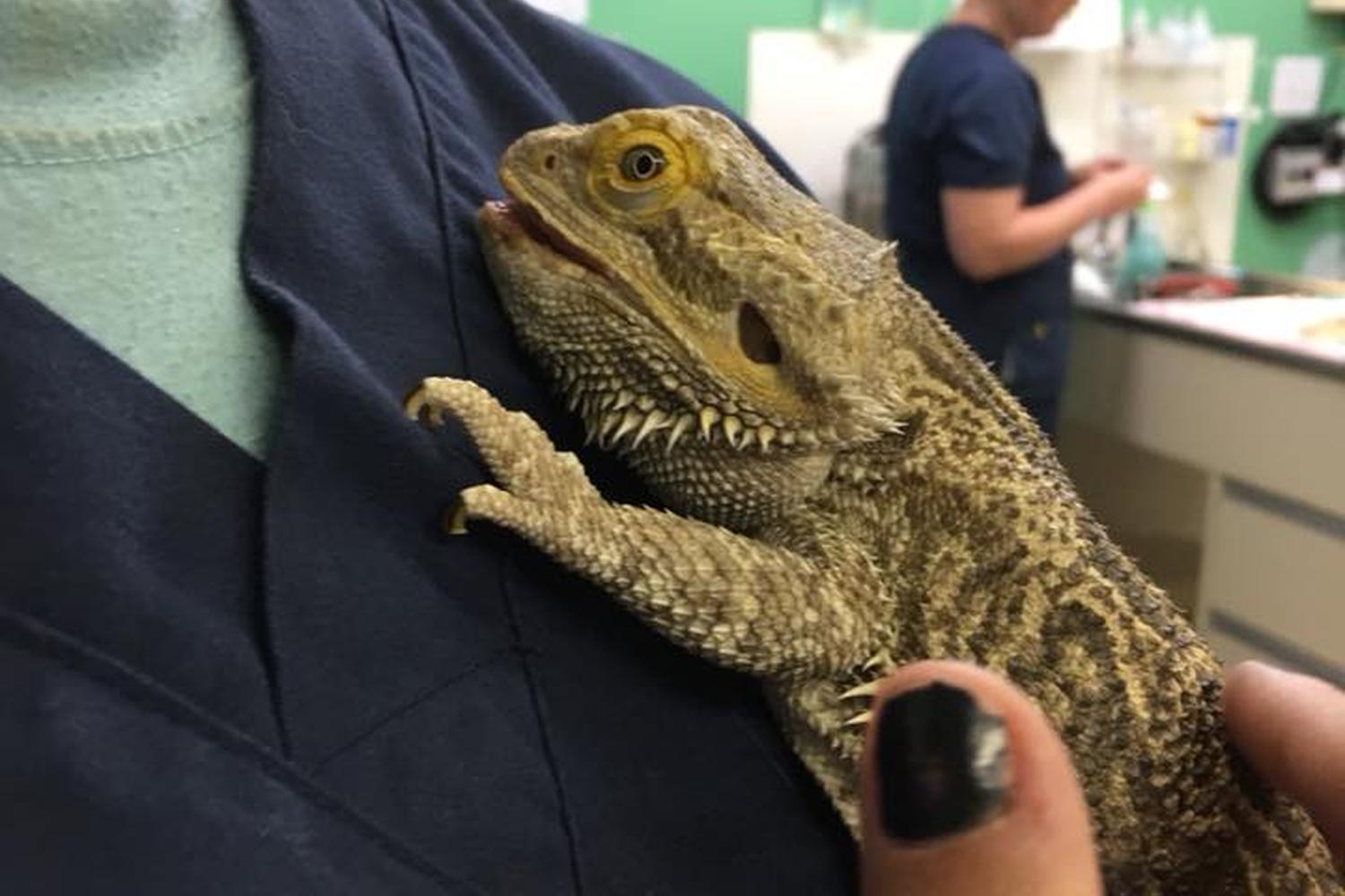 Veterinary Hospital of Oak Ridge 2