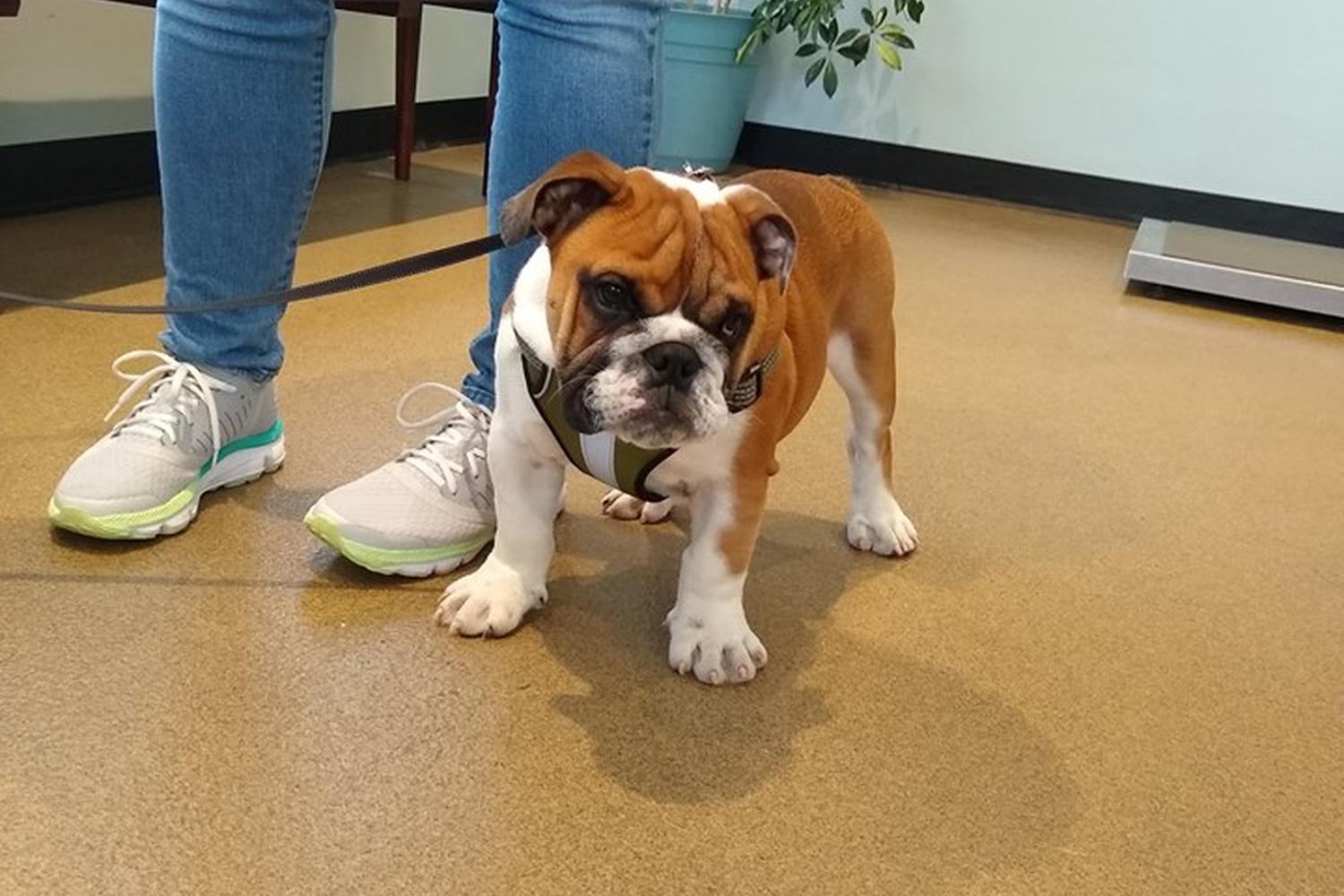 Crossroads Animal Hospital 1