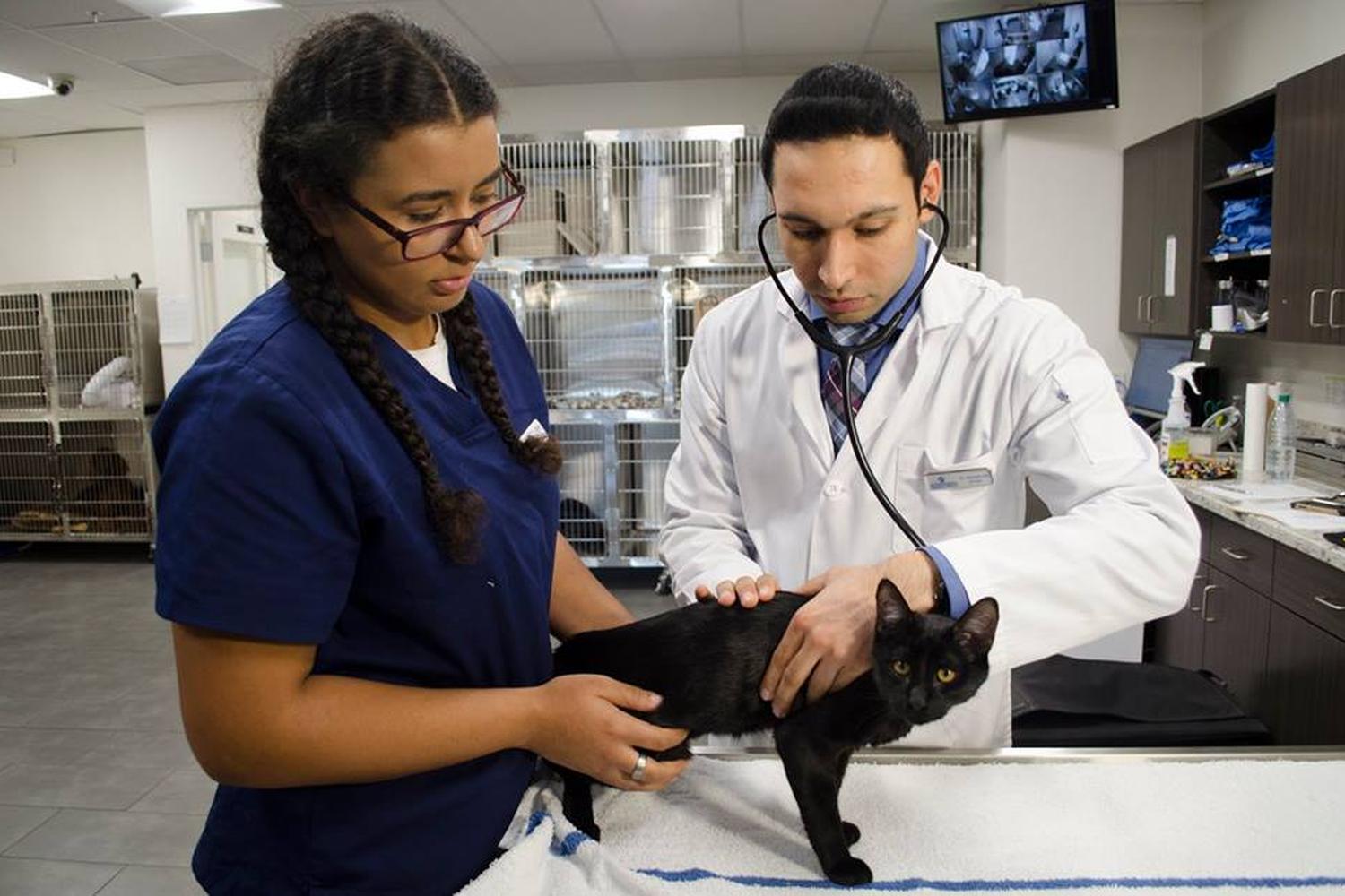 Veterinary Medical Center 3