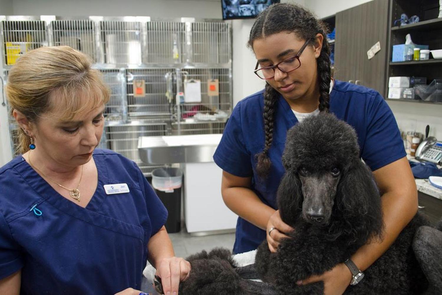 Veterinary Medical Center 4
