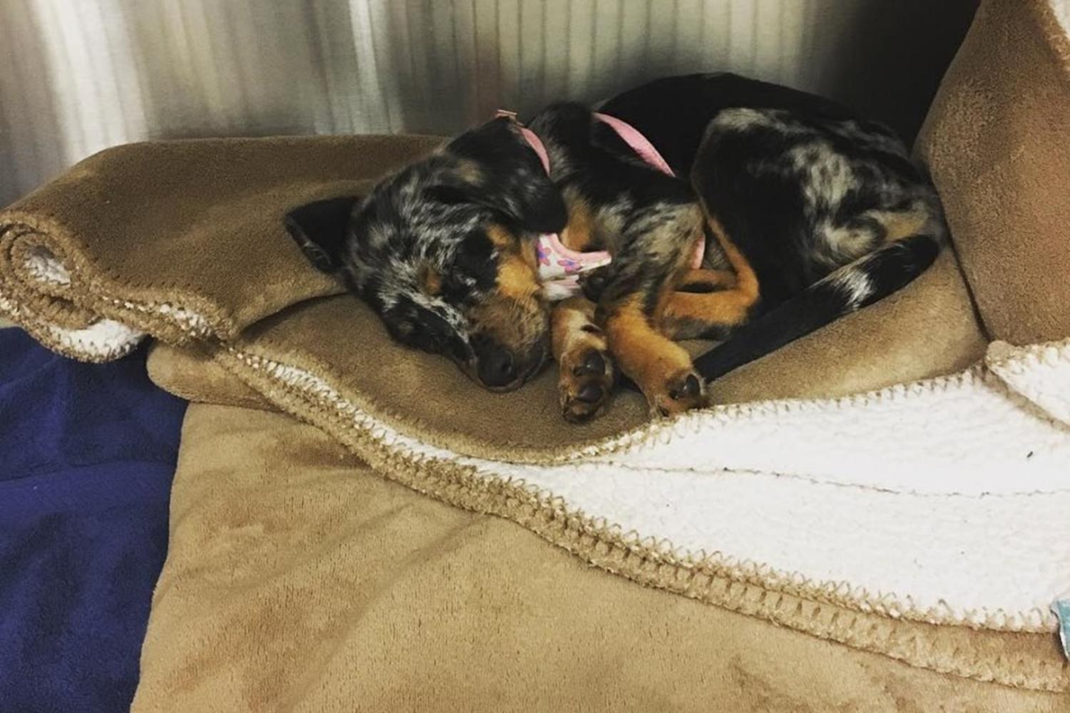 Vet Partners Pet Hospital 5
