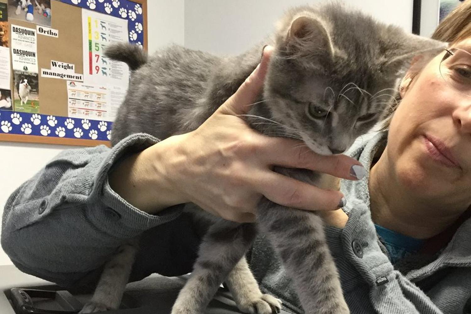 Ridgeview Animal Hospital 5