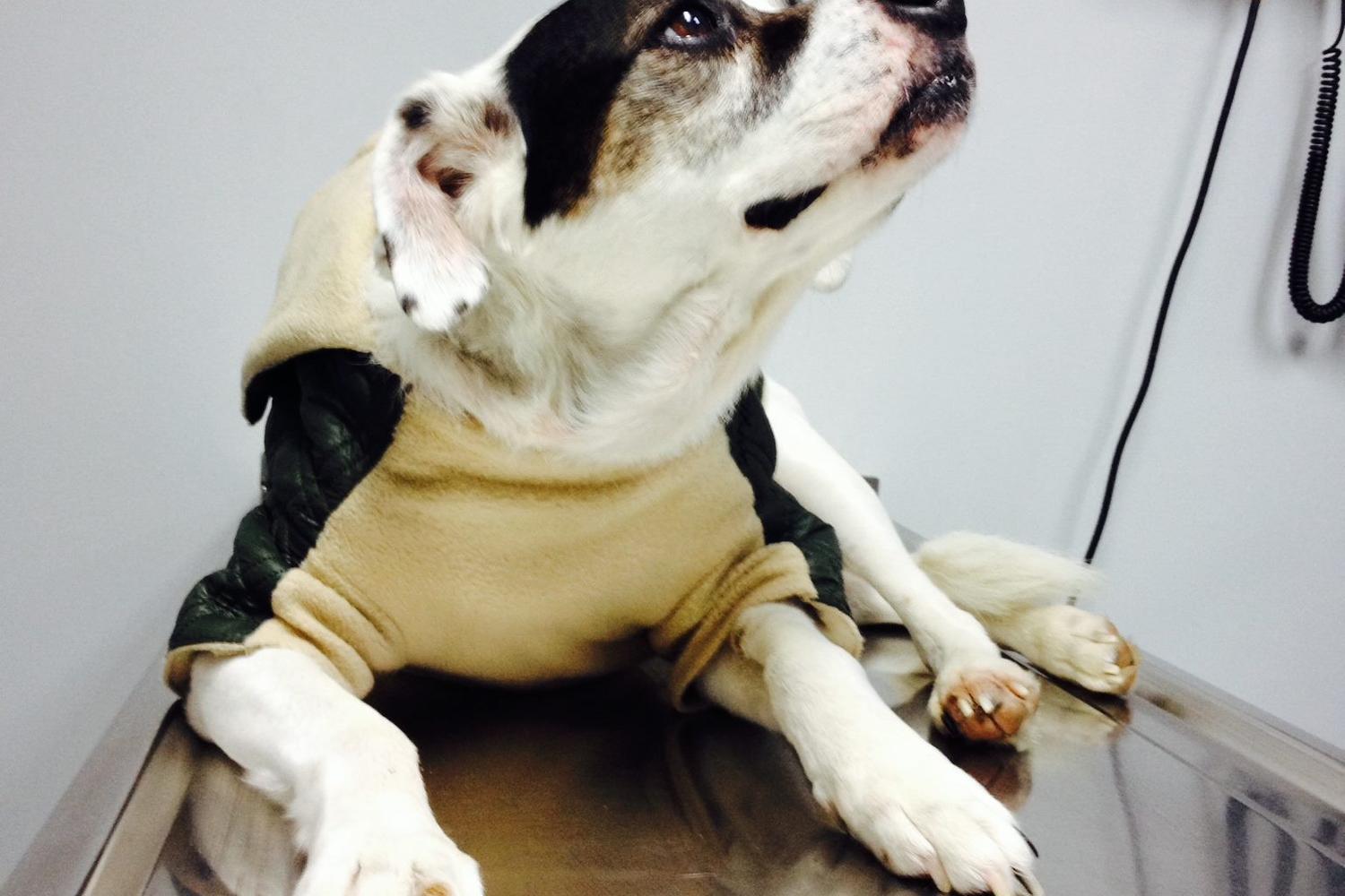 Root Animal Clinic 2
