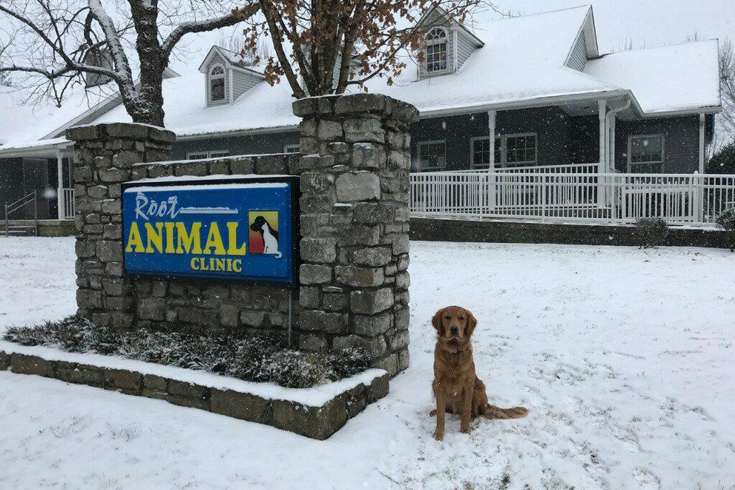 Root Animal Clinic 7