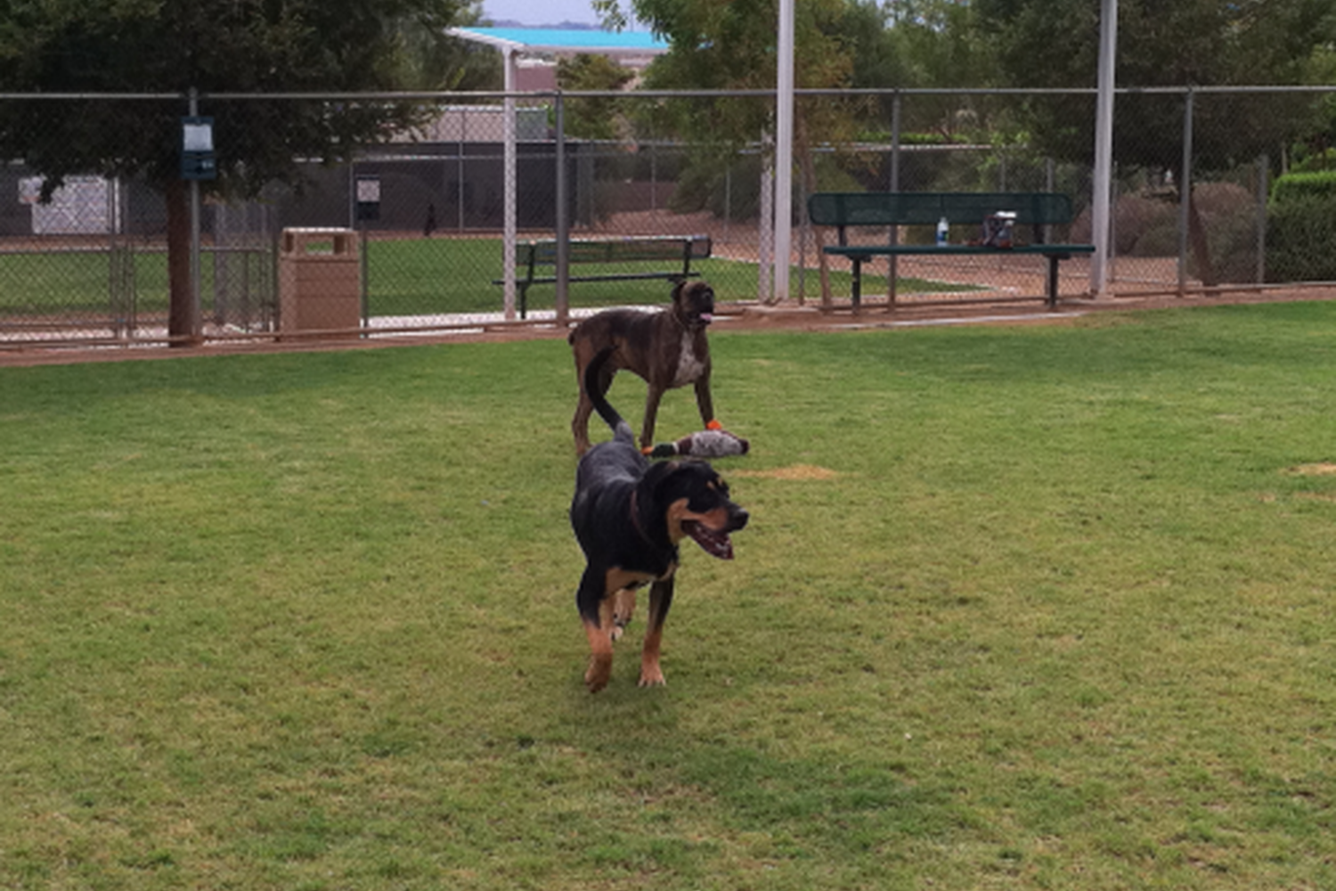 Acacia Park Dog Park 0