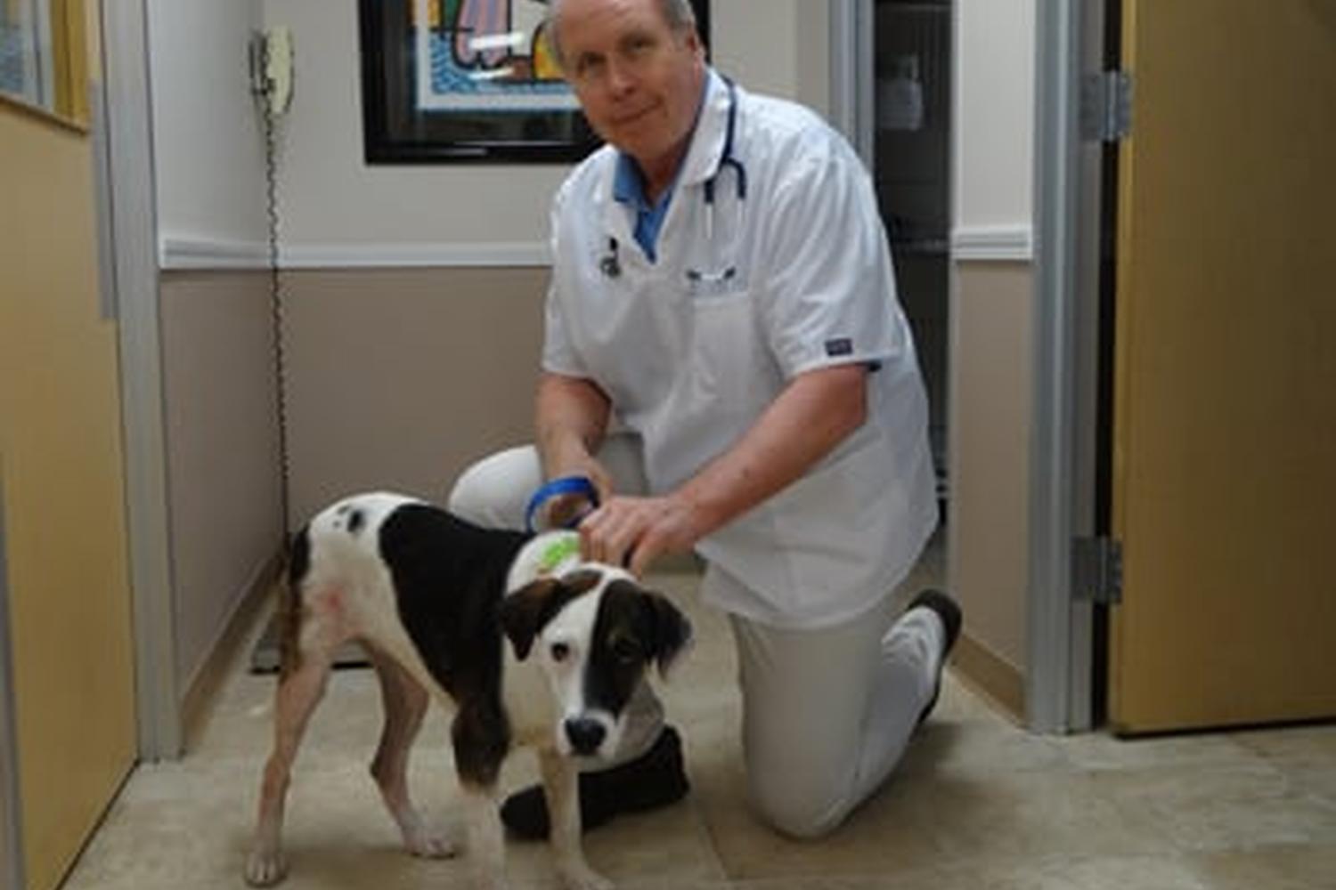 Angel Animal Hospital 3
