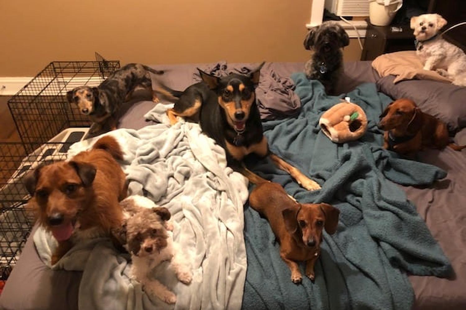 Blum Animal Hospital 2