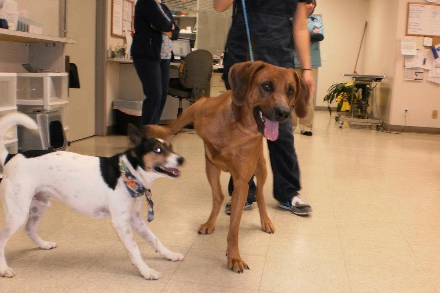 Goodlettsville Animal Hospital 3