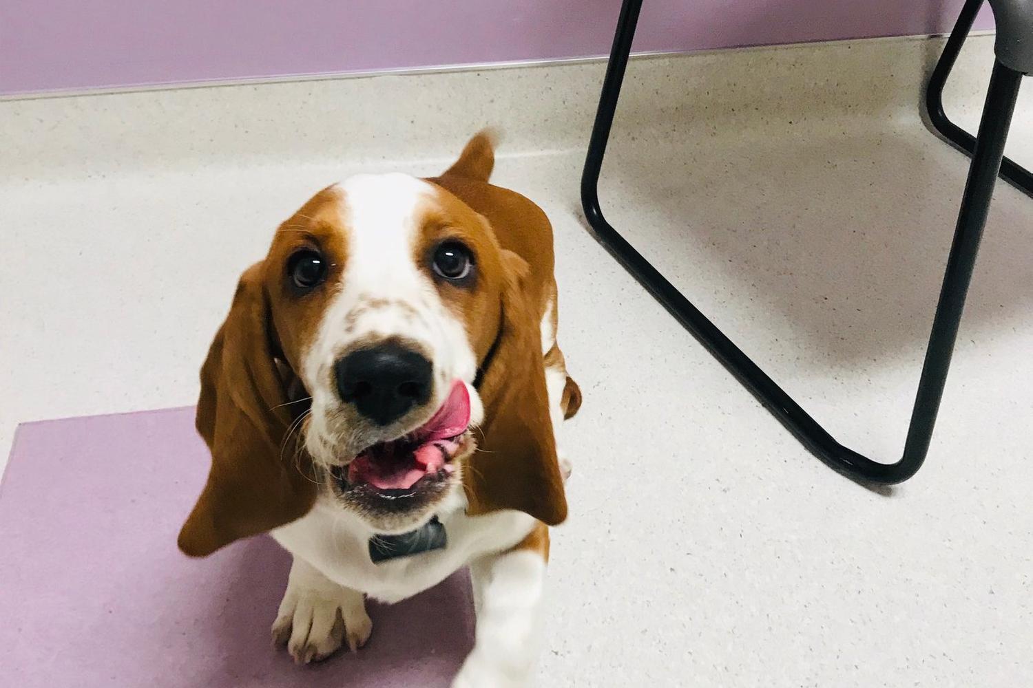 Goodlettsville Animal Hospital 1