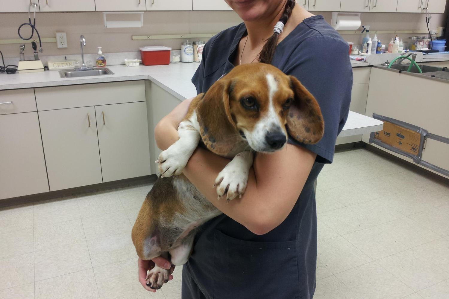 Goodlettsville Animal Hospital 0