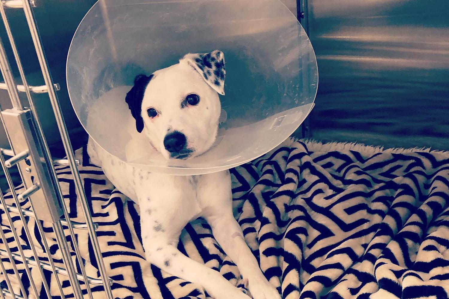 Healthy Paws Animal Hospital 5