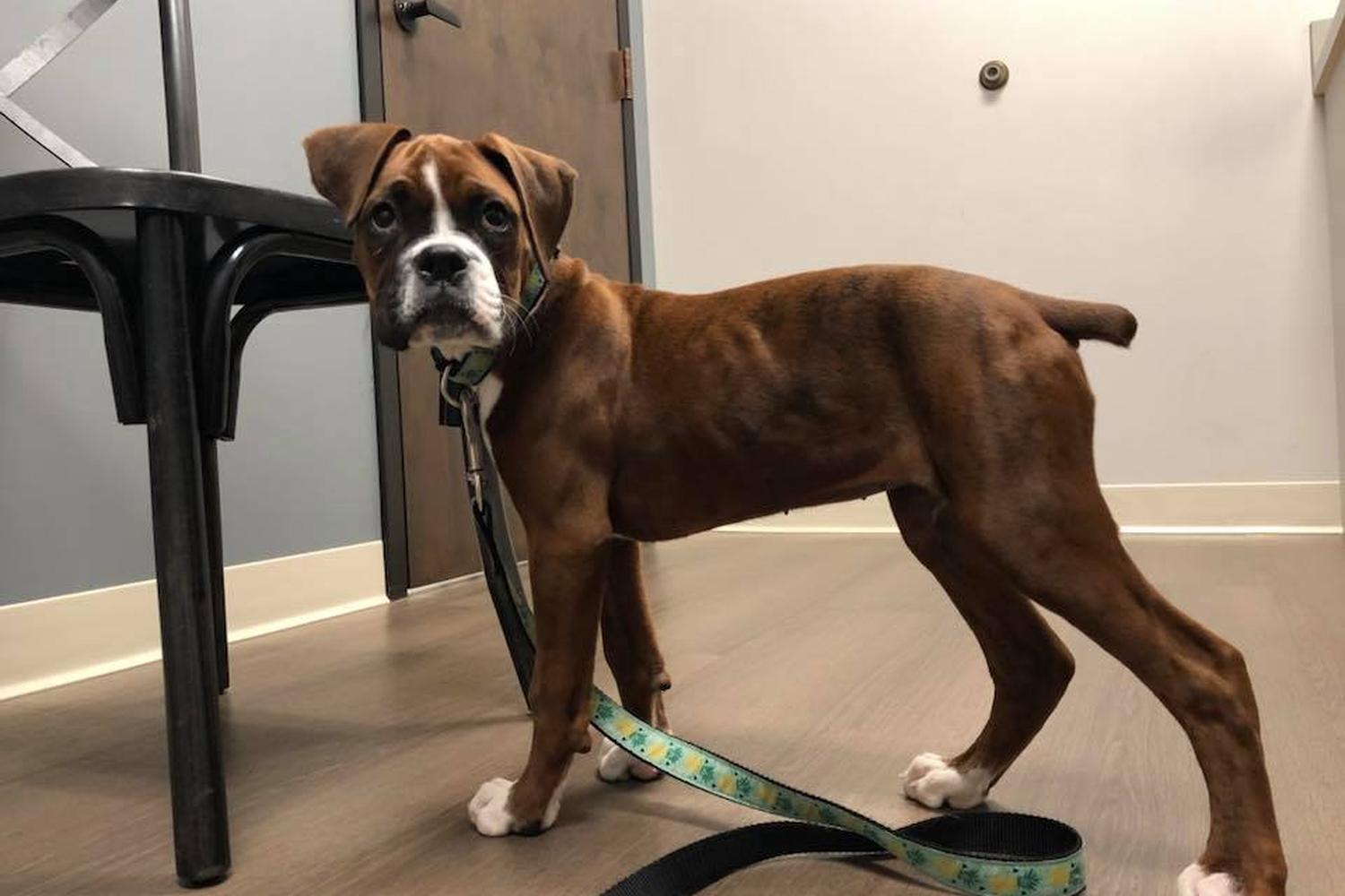 Healthy Paws Animal Hospital 3