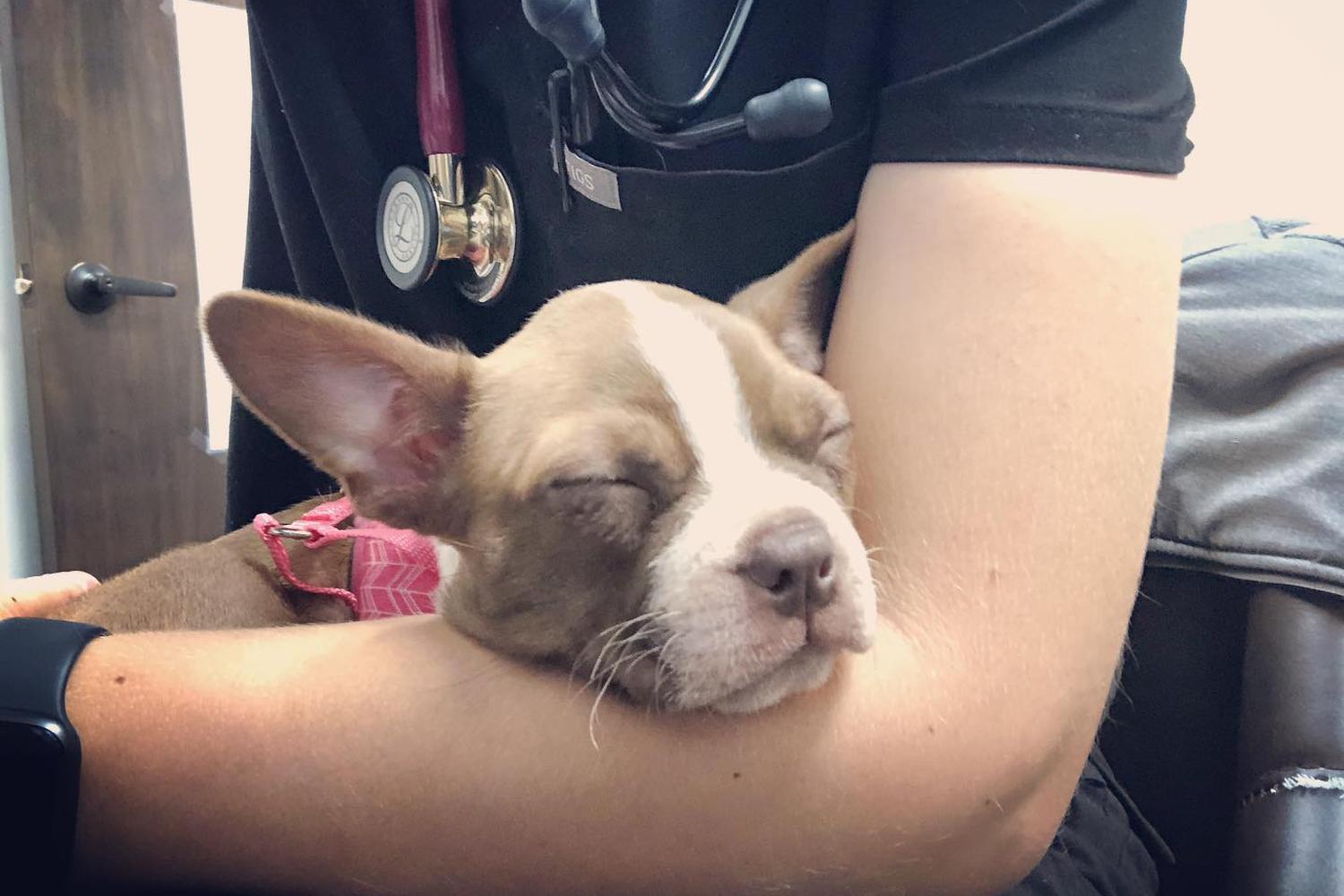 Healthy Paws Animal Hospital 6