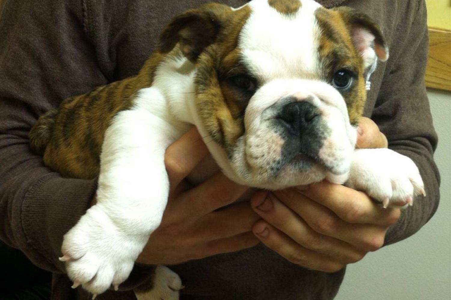 McMillan Veterinary Clinic 4