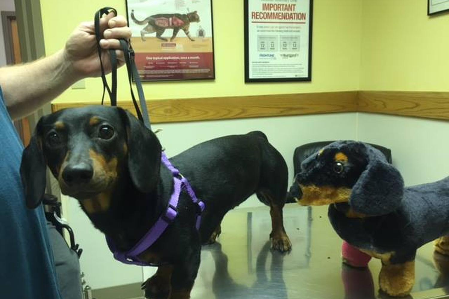McMillan Veterinary Clinic 2