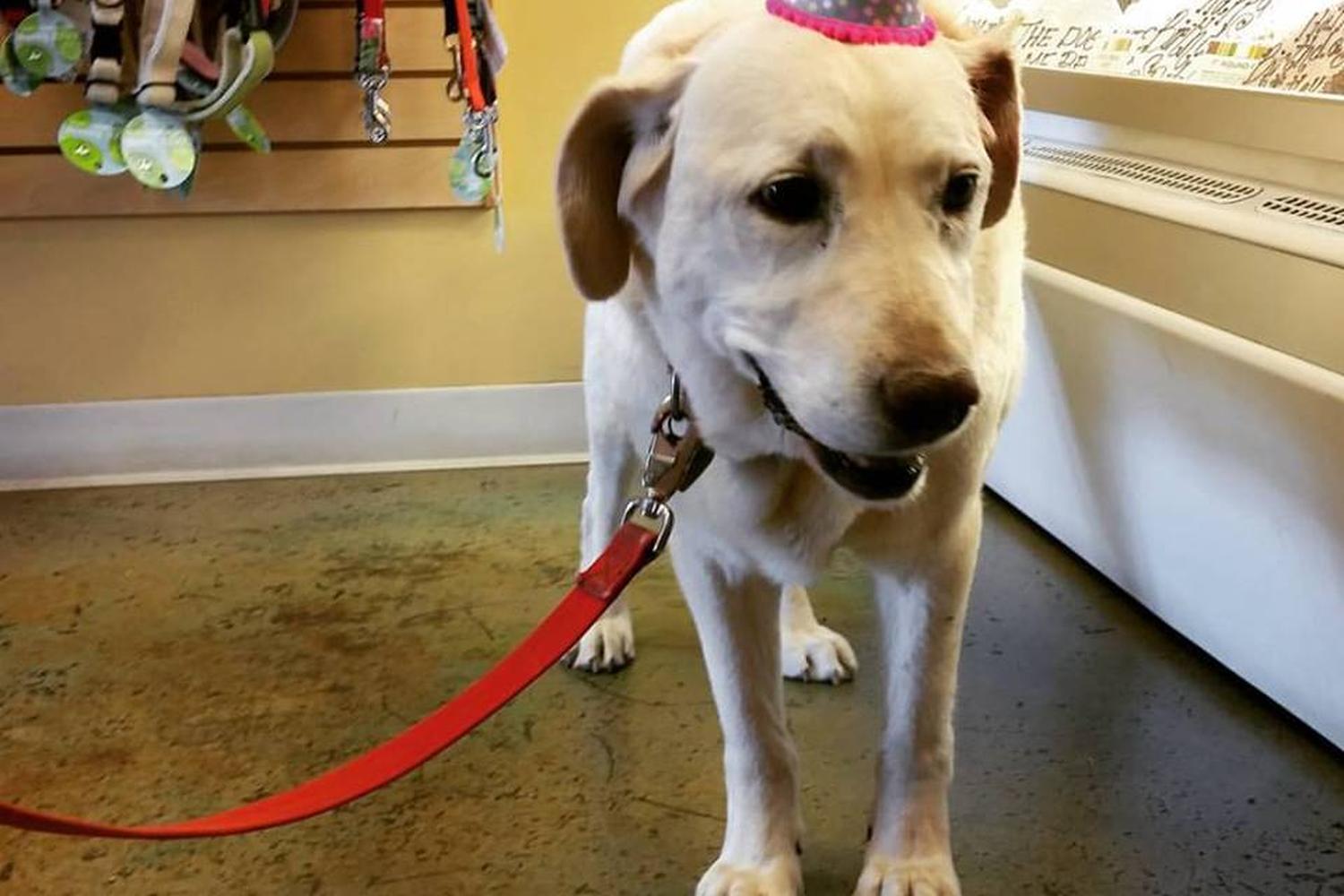 Three Dog Bakery Albuquerque 0